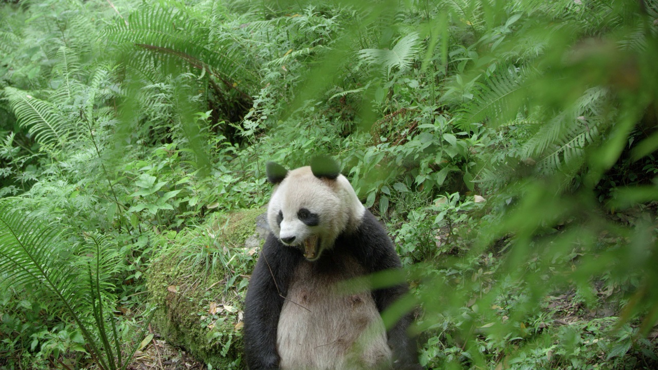 中国，大熊猫在森林里打哈欠视频素材