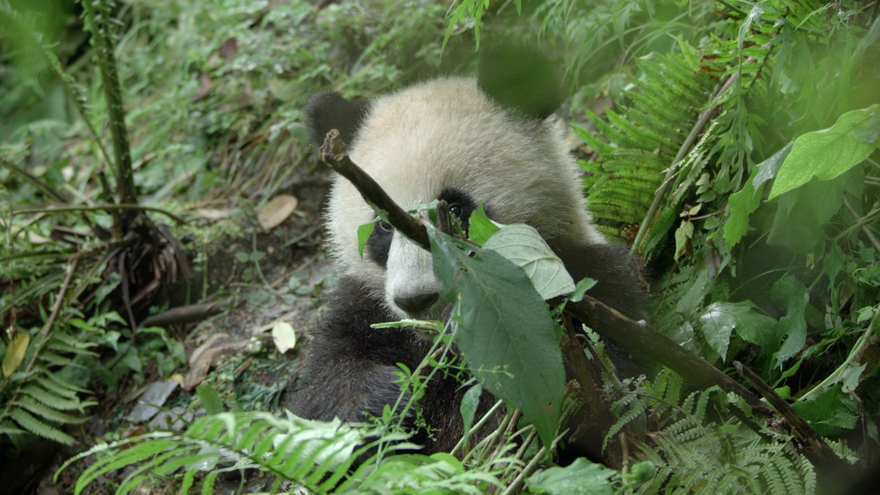 大熊猫幼崽在中国森林里咀嚼树叶视频素材