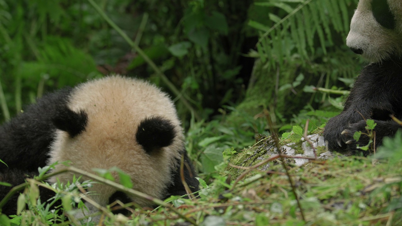 中国森林里的大熊猫和幼崽视频素材