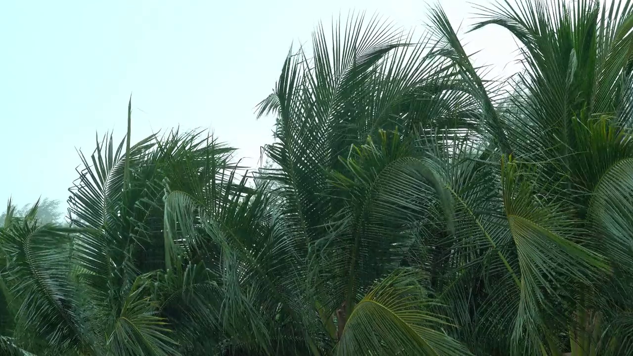 风暴吹着椰子树视频下载