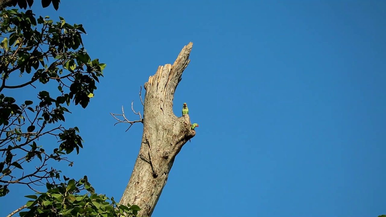 可爱的亚历山大长尾小鹦鹉夫妇在树脂树上放松，其中一只进入了他们的巢穴视频素材