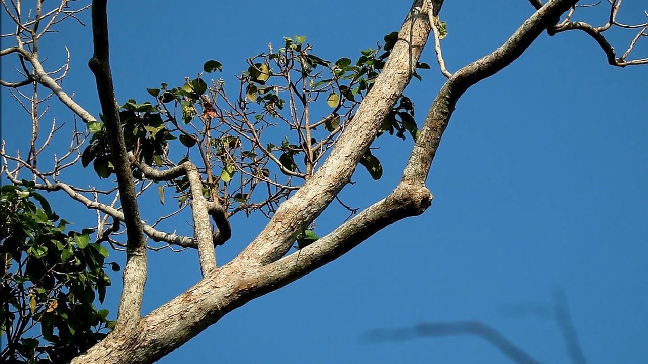 美丽的亚历山大鹦鹉夫妇在树脂树上交配的镜头视频素材