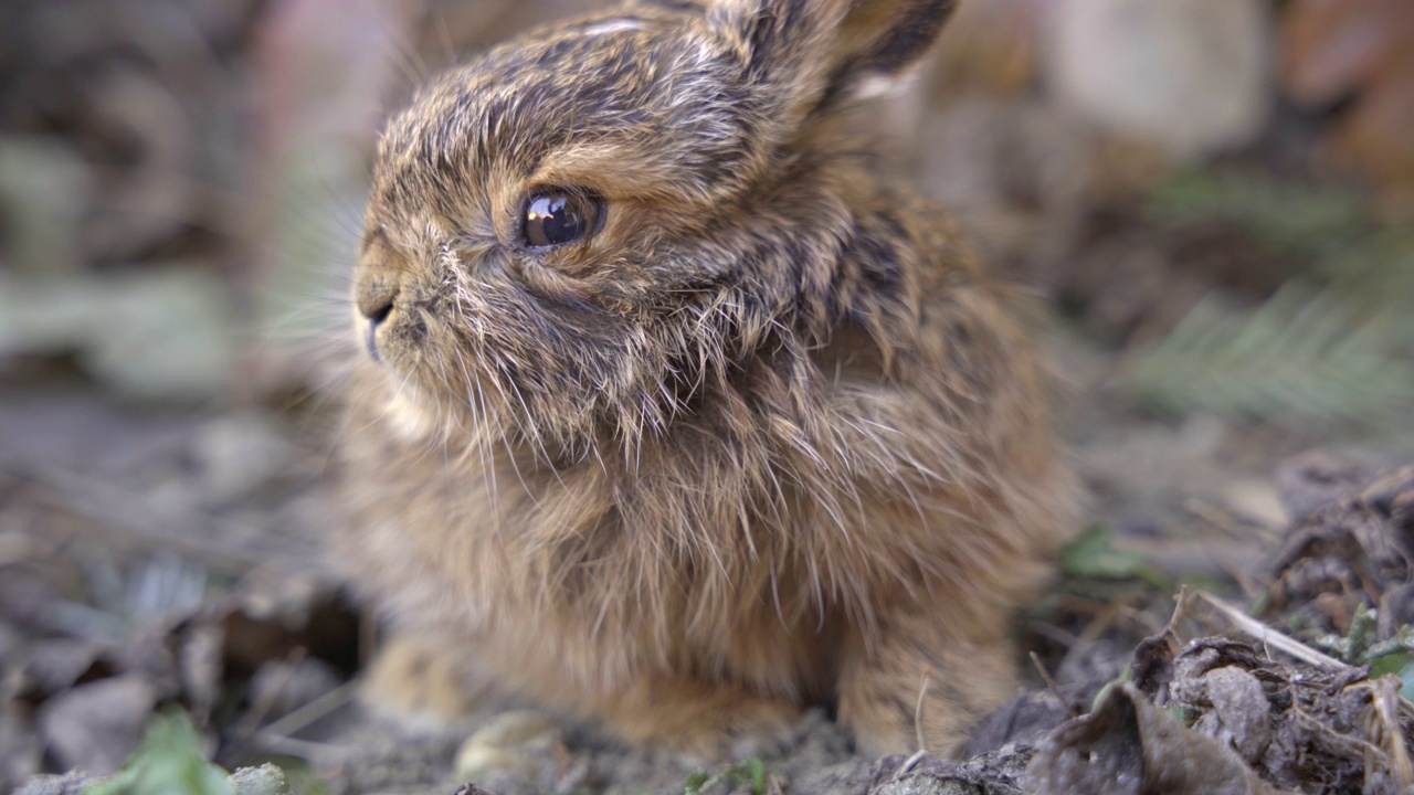 兔子幼崽的特写镜头- 4K超高清视频下载