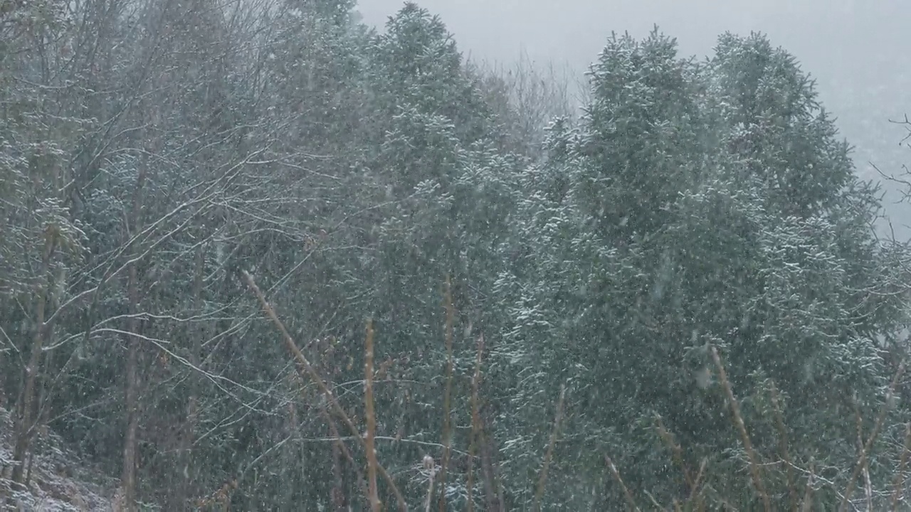 雪在雪中覆盖着云杉视频素材