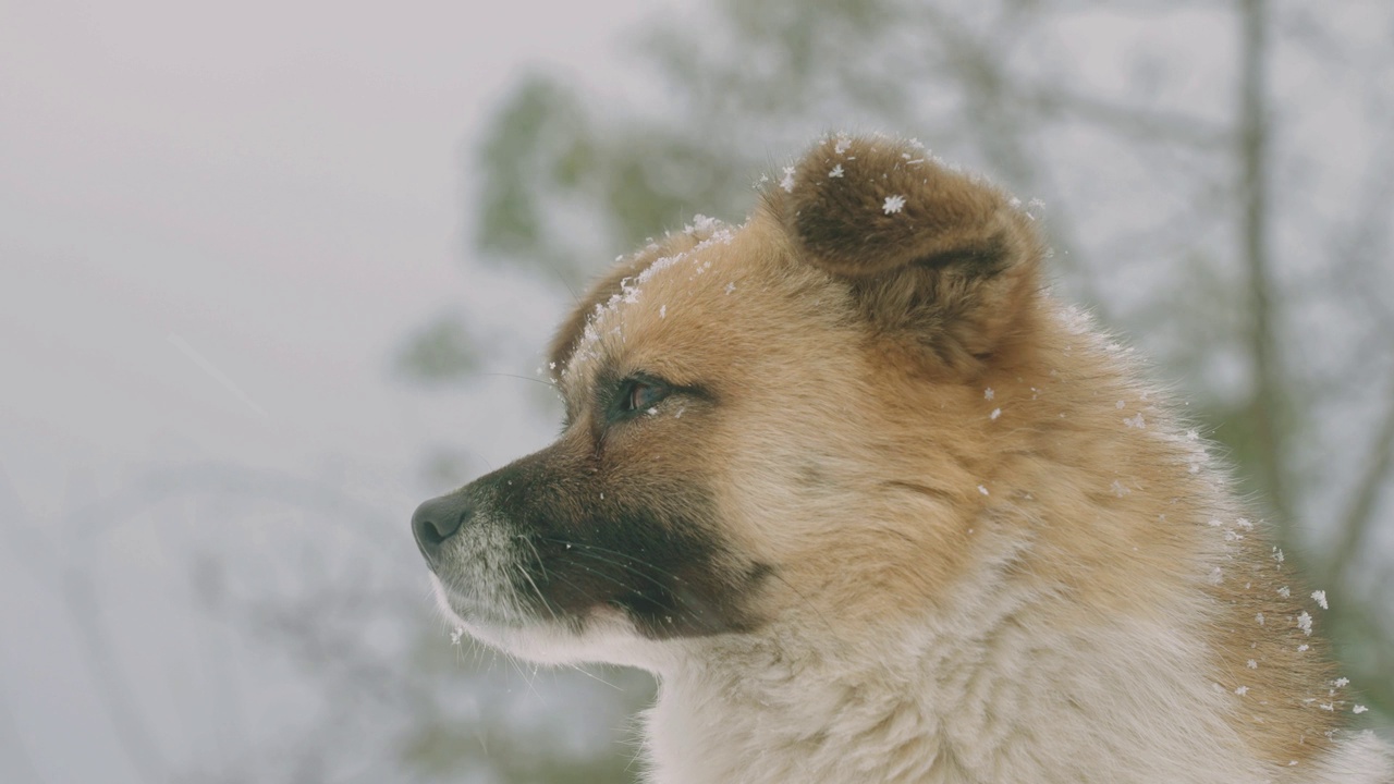 狗在雪地视频素材