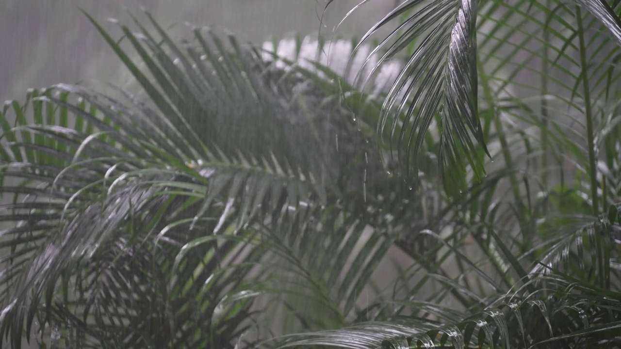在泰国，热带雨滴落在大的绿色棕榈叶上视频素材