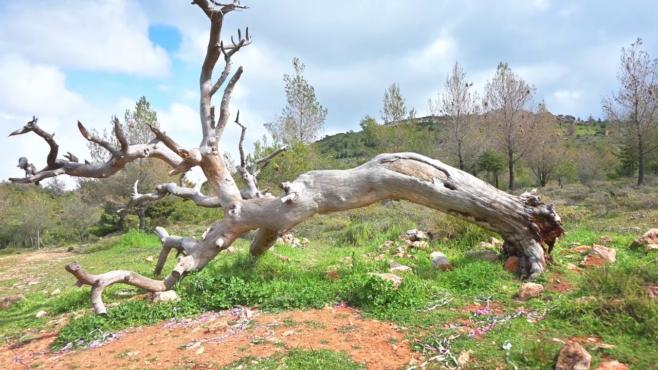 缩小镜头可以看到山上一棵倒下的大树。视频下载