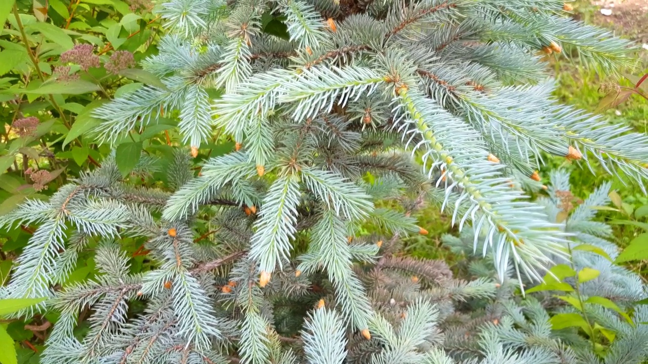4k视频，植物园中蓝色云杉幼小生长的特写镜头。夏天户外的小树视频素材