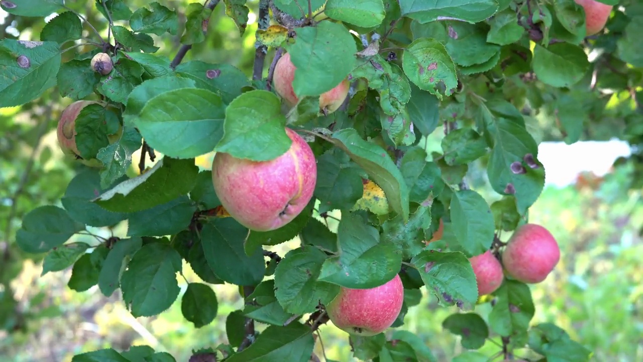 在阳光明媚的日子里，一根挂着成熟红苹果的树枝在风中摇摆。(特写)苹果长在树枝上。视频素材