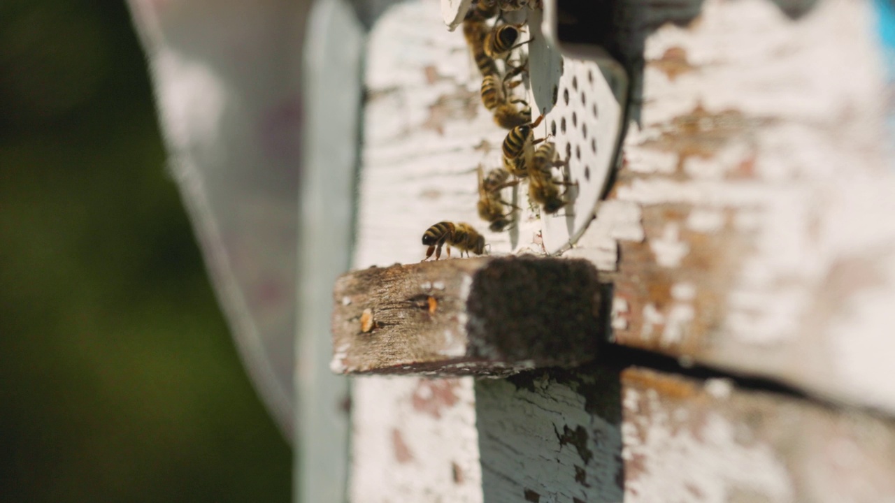 蜜蜂飞进蜂巢，特写镜头。蜜蜂在采集花粉后，飞进蜂巢的洞里。蜂蜜农业的概念视频素材