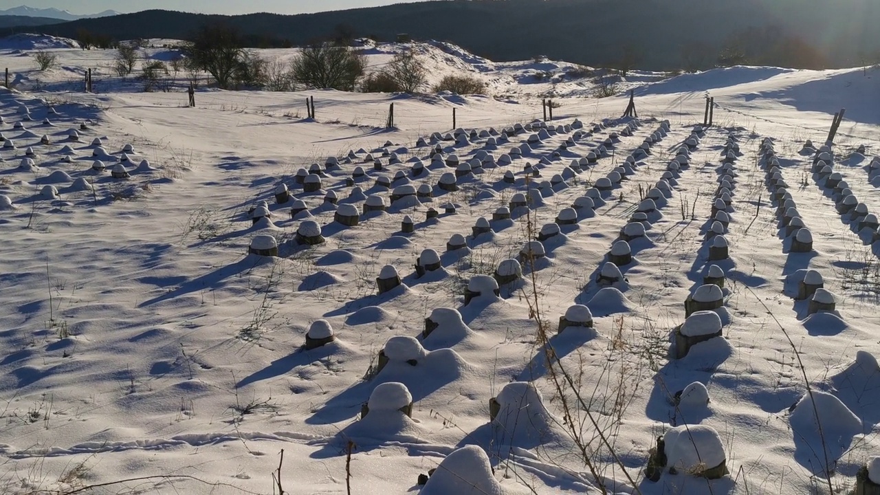 蘑菇种植。蘑菇农场里白雪皑皑的树干。视频下载