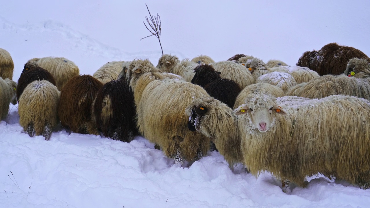 羊养殖。一群羊在山上被雪覆盖的牧场上吃草。3剪辑包。视频素材