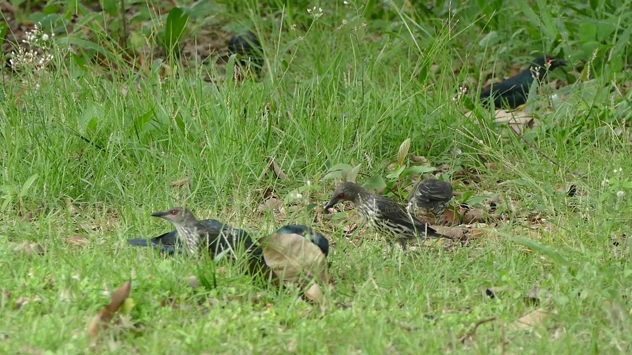 在泰国的热带雨林中，亚洲八哥鸟在草地上吃棕榈油水果视频素材