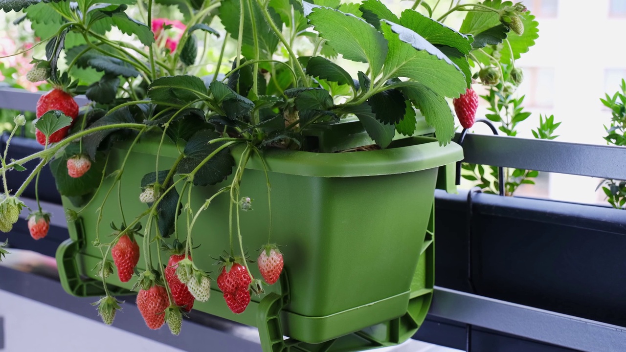 成熟多汁的草莓种在阳台上的花盆里。在家有机种植视频素材