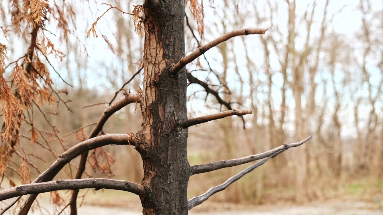 在野火中被烧的森林树，树干、树皮和树枝都烧焦了视频下载