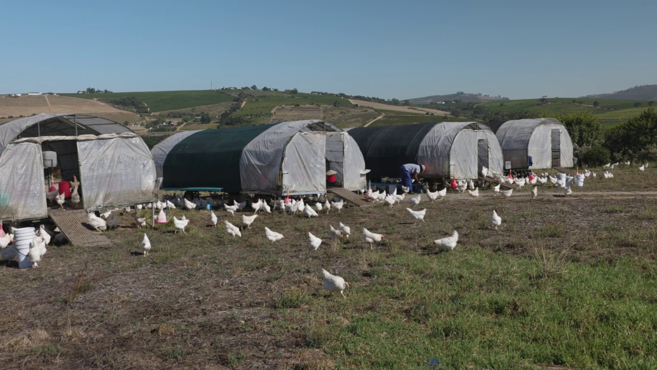 平移视图。非洲黑人农民从可移动的鸡笼中收集鸡蛋，并替代喂养一大群自由放养的有机鸡视频下载