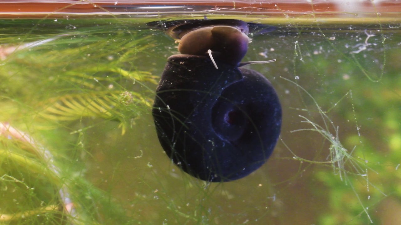 大拉姆舍恩蜗牛，淡水蜗牛，白斑蜗牛，视频下载