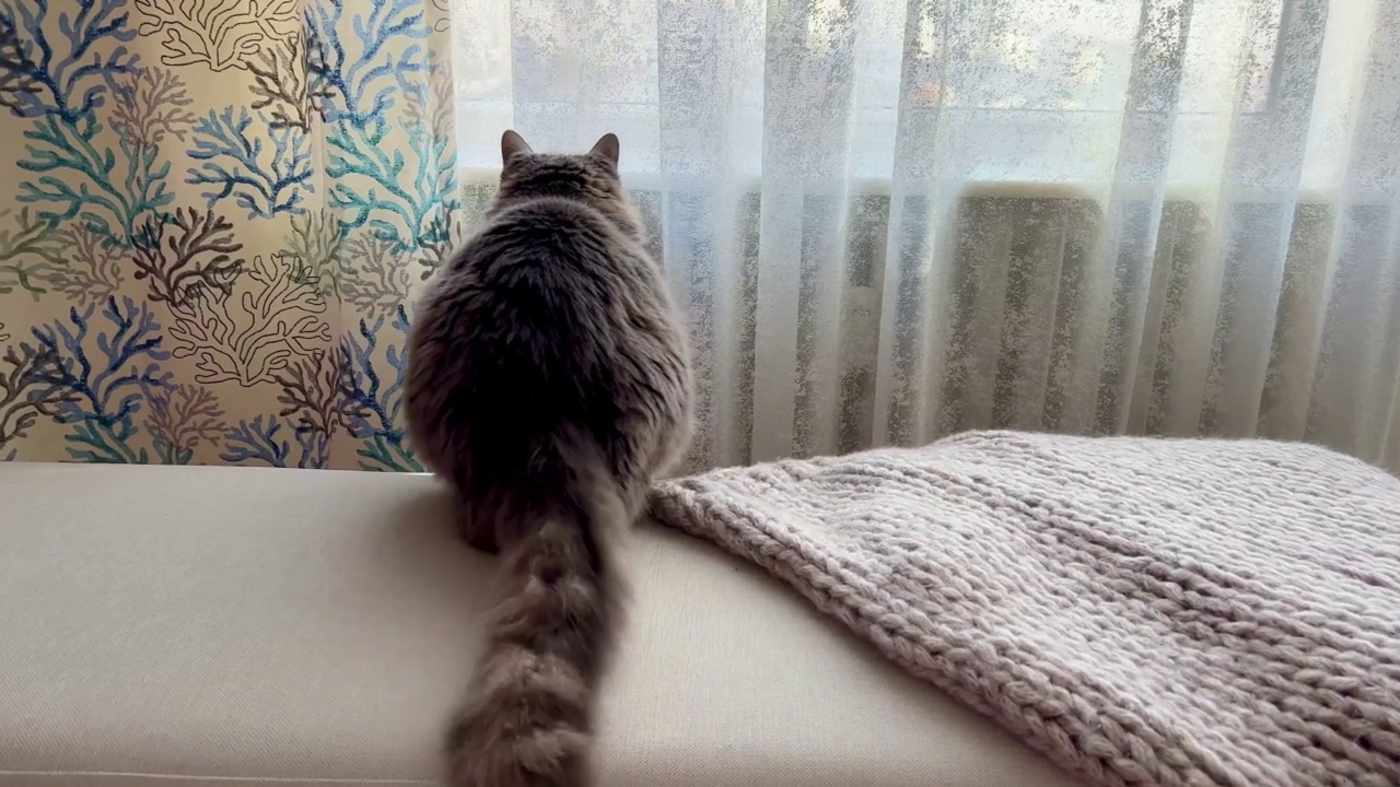 虎斑灰猫摇着尾巴聚精会神地抓着窗外的东西视频下载