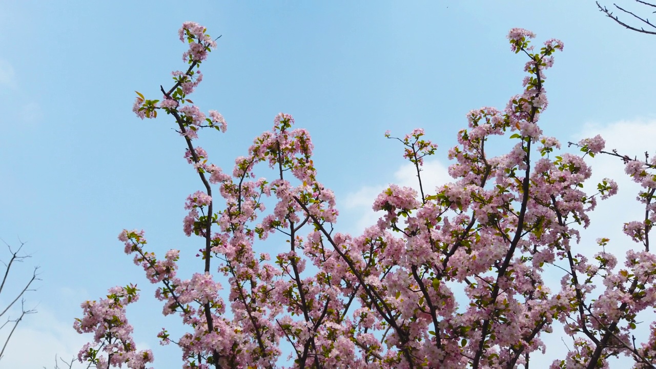 桃花树的花朵映衬着蓝天视频下载