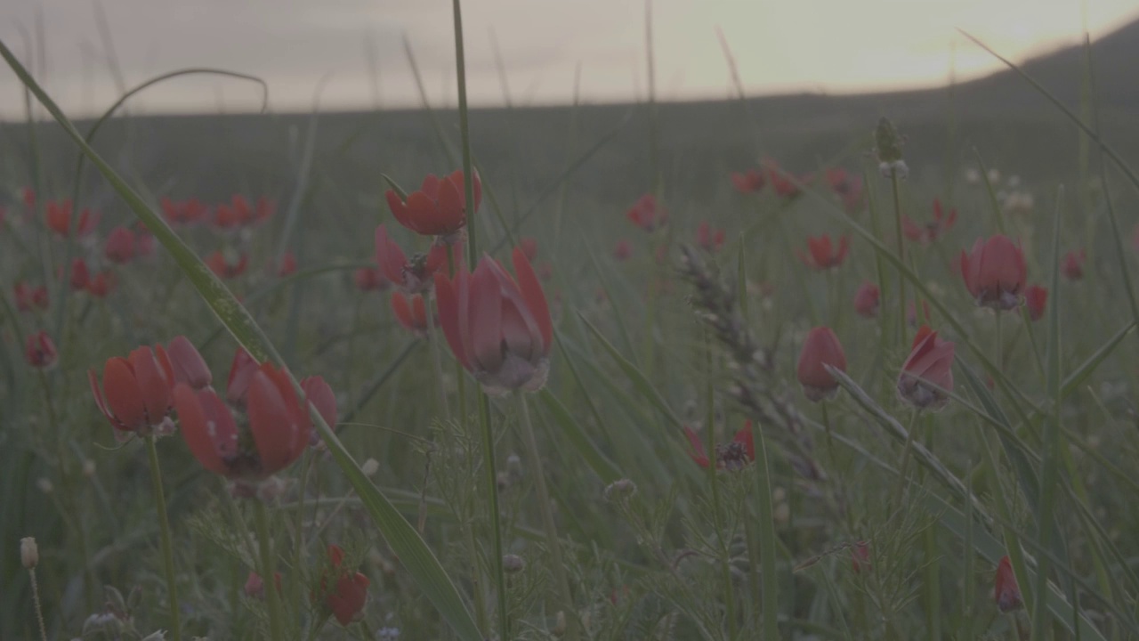 一片红色的野花映衬着青山和夕阳。春天的草药。视频素材