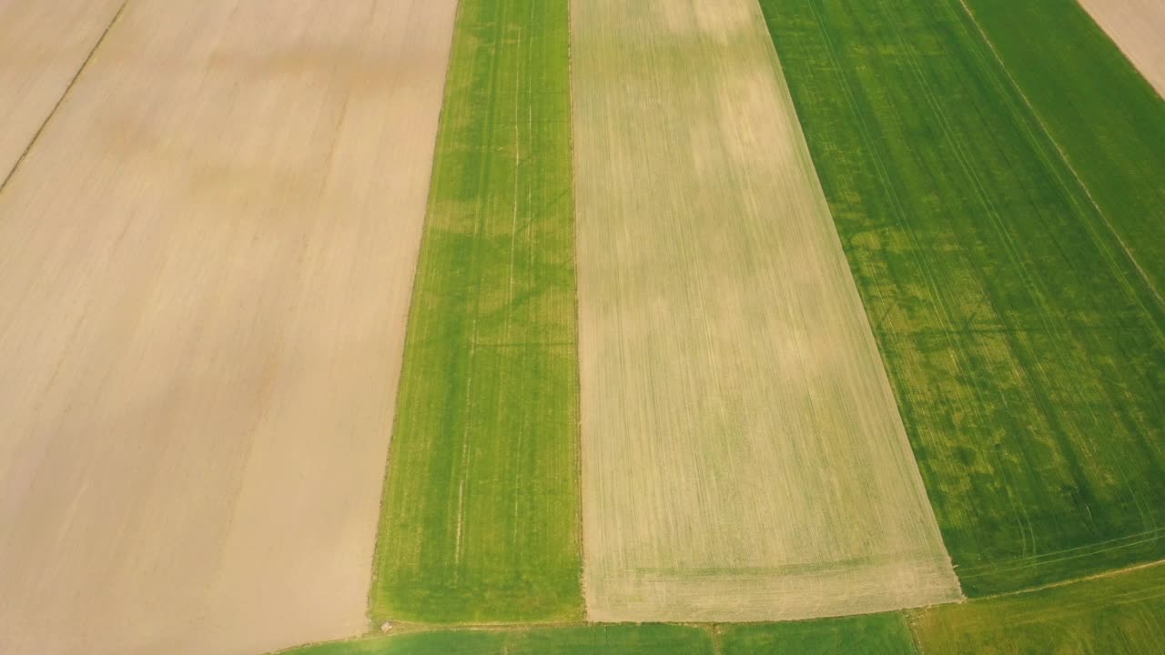 无人机在夕阳下飞过一片玉米地。无人机飞过绿色农业玉米田。玉米田的美丽夏日风景。俯瞰绿色农场的玉米田视频素材