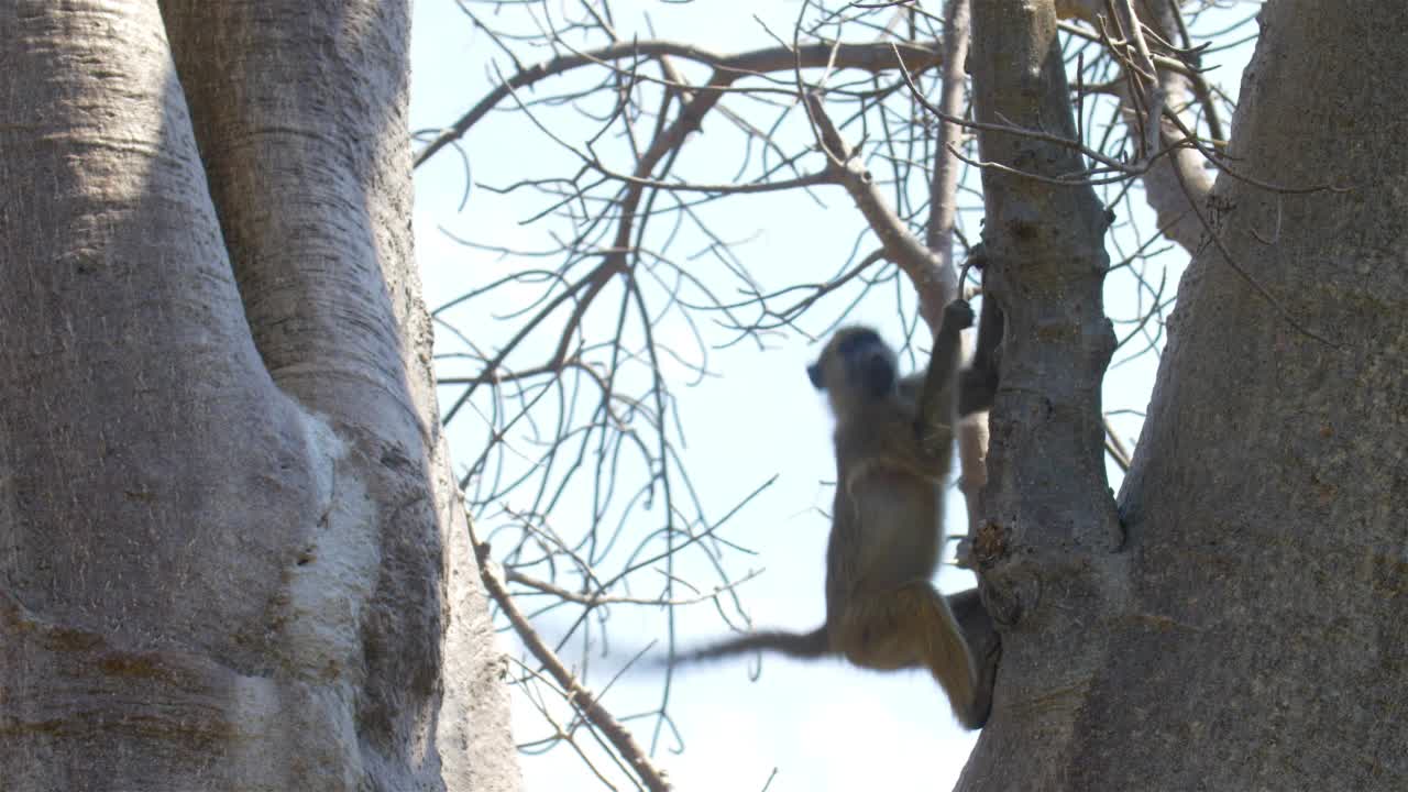 非洲，爬树的狒狒视频素材