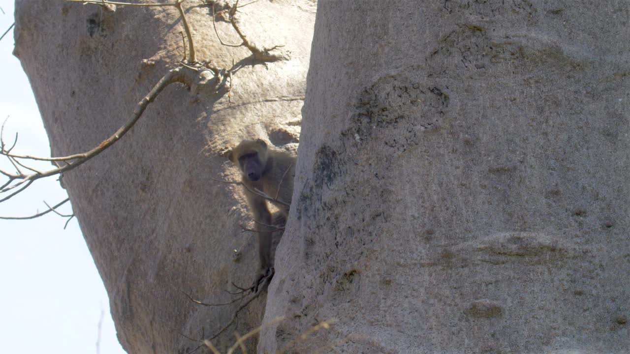 树上的狒狒，非洲视频素材