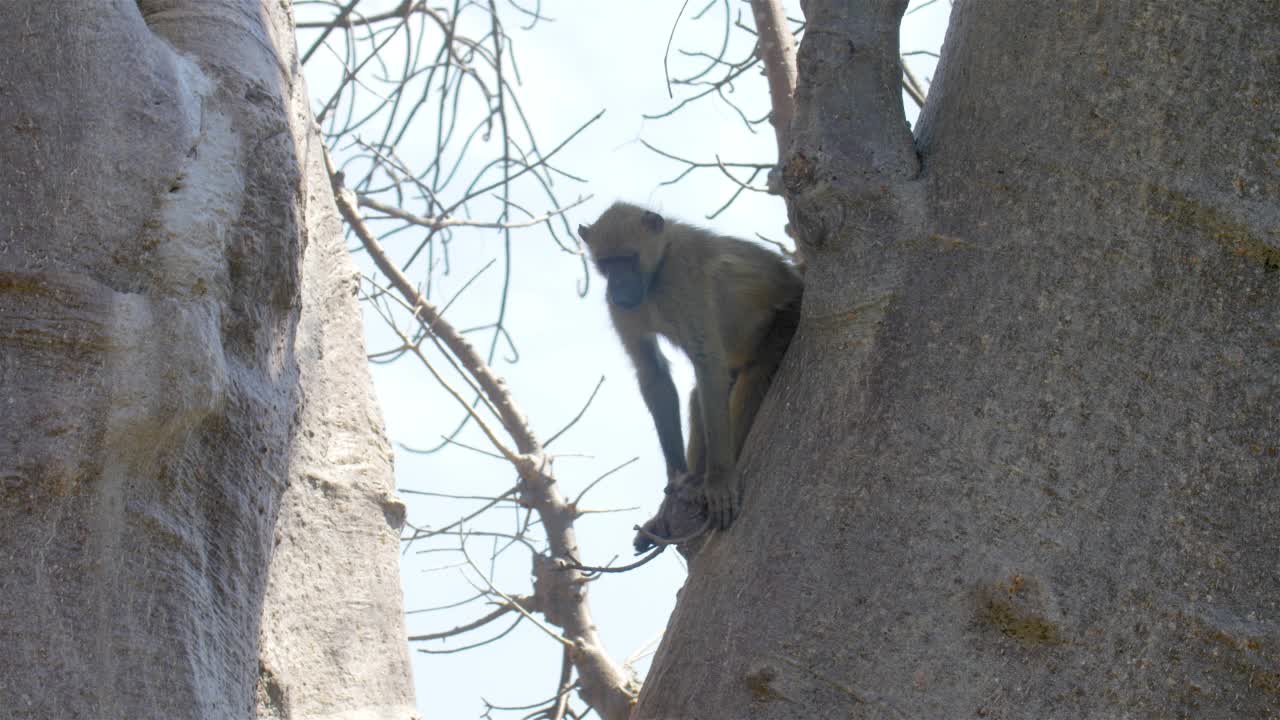 树上的狒狒，非洲视频素材