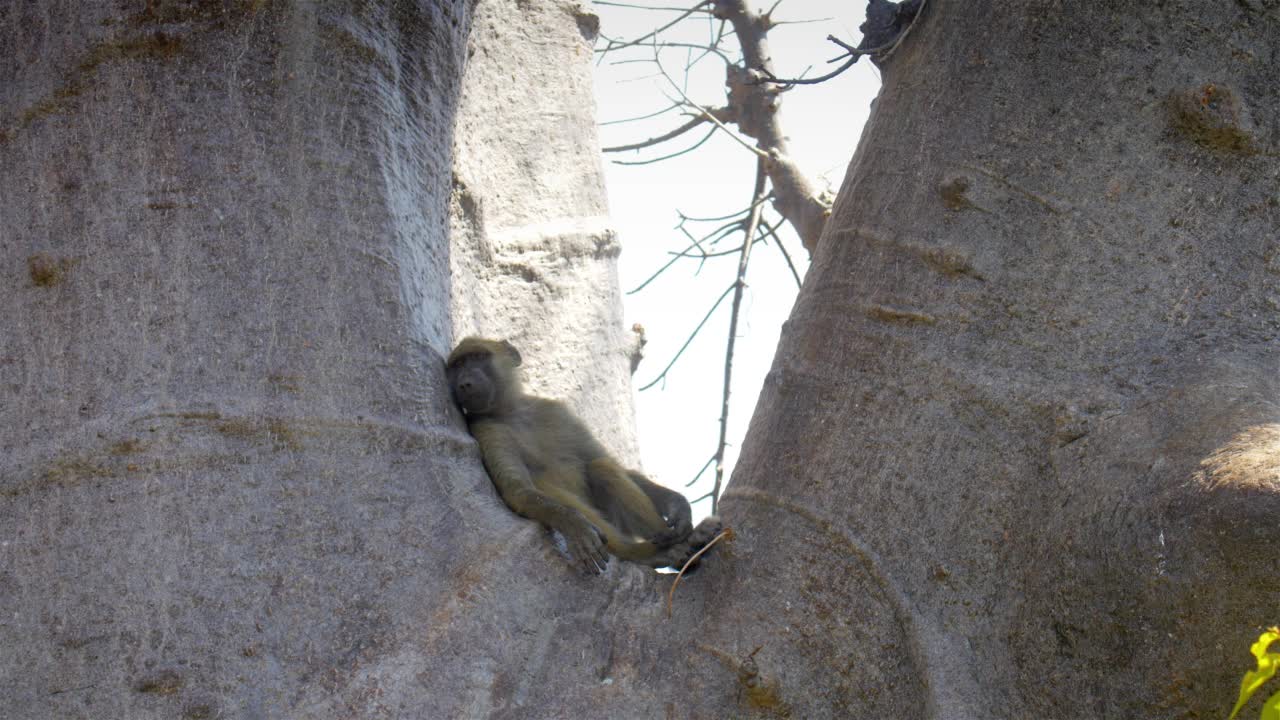 躺在树上的狒狒，非洲视频素材