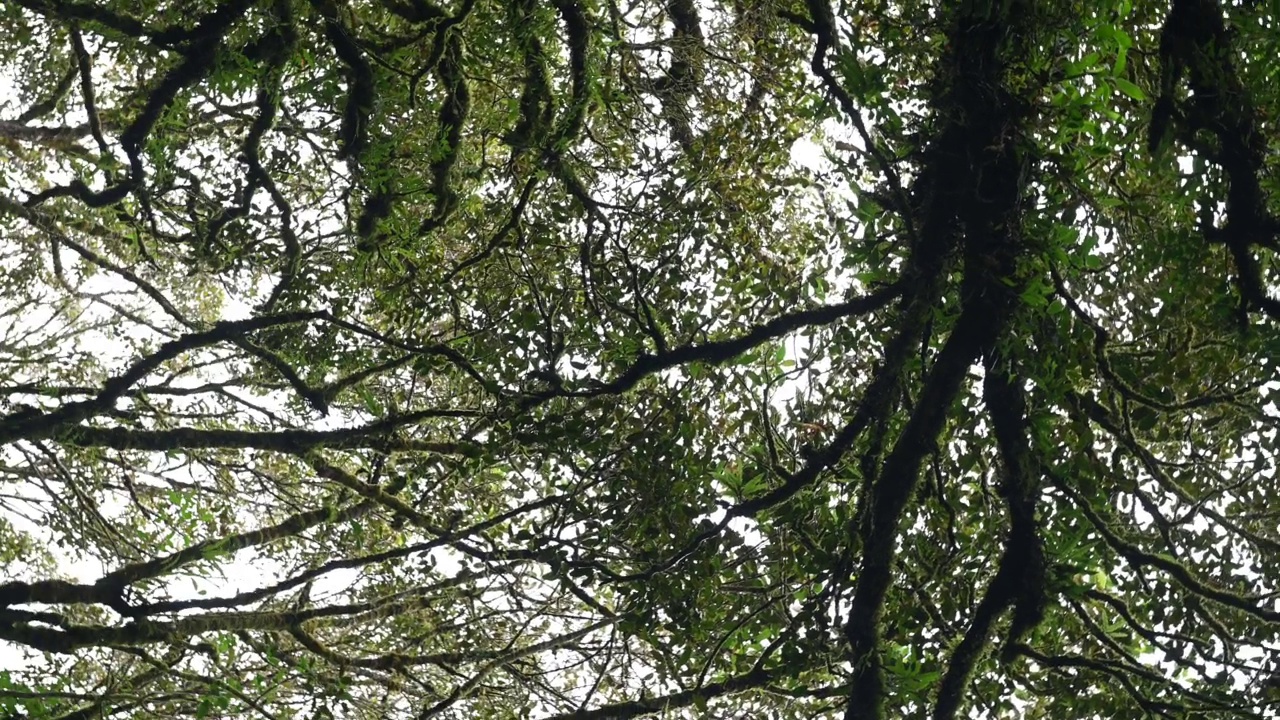 茂密的热带雨林视频素材