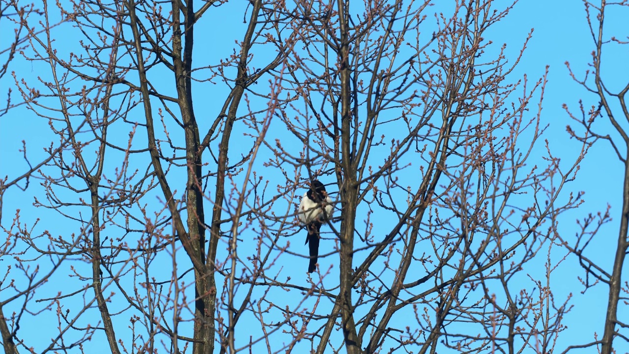 喜鹊栖息在树枝上，对着蓝天视频下载