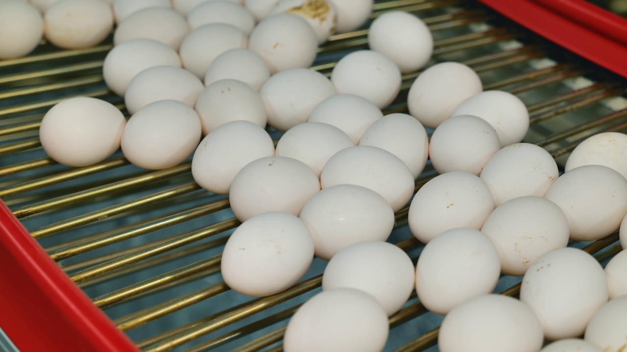 某家禽场生产白鸡蛋的自动输送线。视频素材
