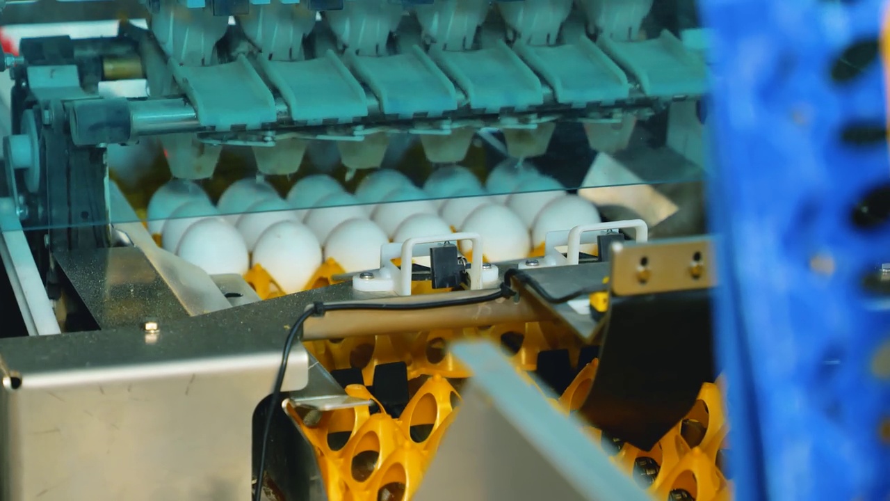 某家禽场生产白鸡蛋的自动输送线。视频素材