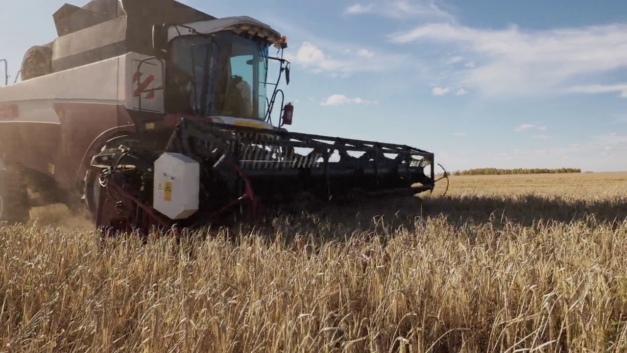金色成熟的黑麦田与工作农场联合收割机视频素材