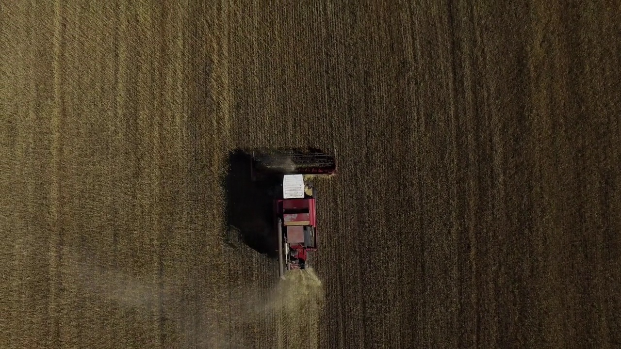 带着联合收割机的直升机在金黄条纹的成熟麦田上空飞行视频素材