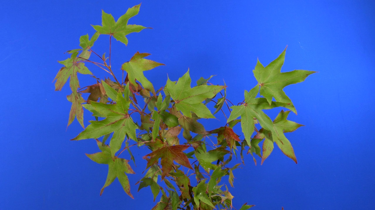 植物与尖刺的叶子-蓝屏合成视频下载