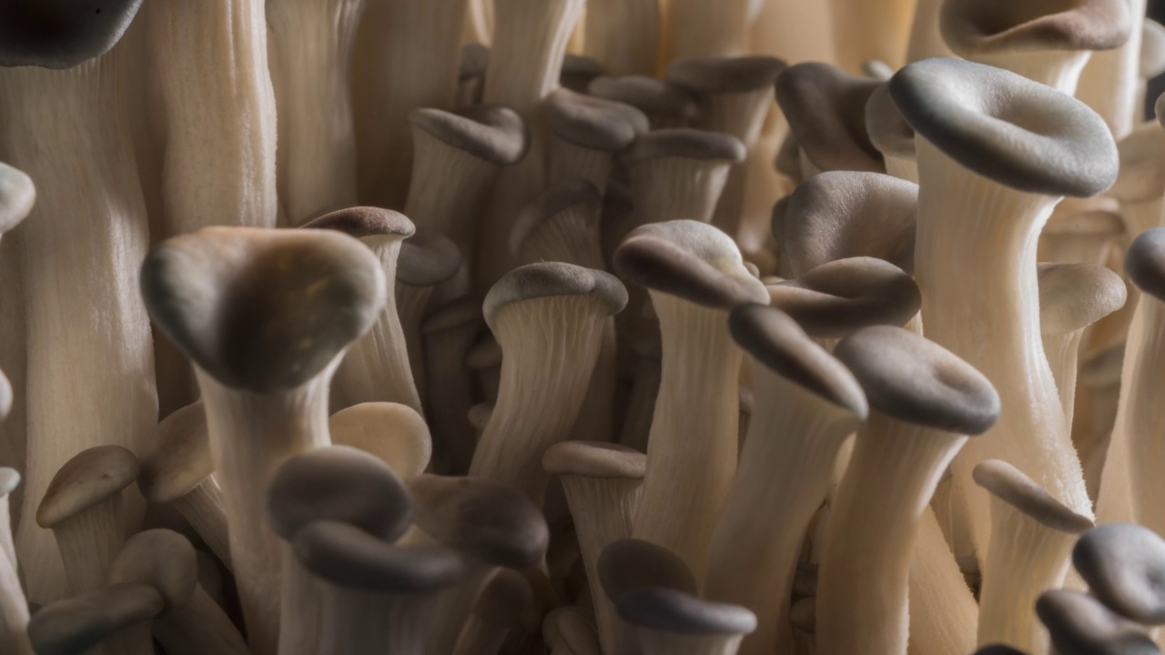 白蘑菇生长的时间间隔视频素材