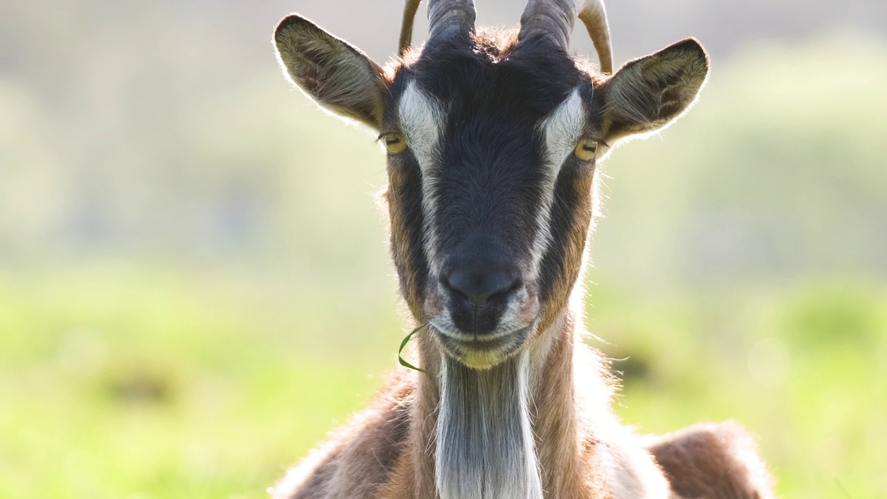 夏天，长着长胡子和长角的家奶山羊在绿色的草地上休息。在农场草地上饲养牛视频素材