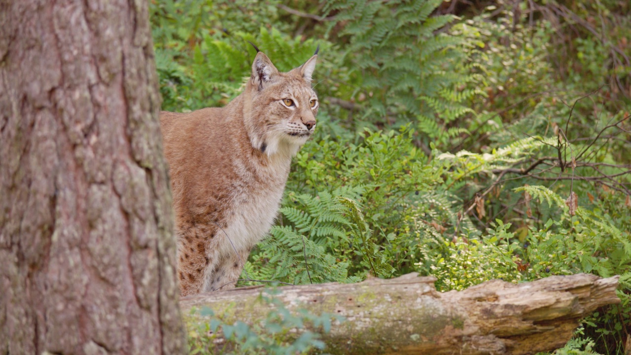 欧洲山猫的特写照片，它坐在森林里的一棵树后面视频素材