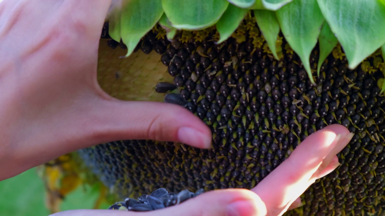 特写农民拿着葵花籽的手，开始了杜松的收获。视频下载