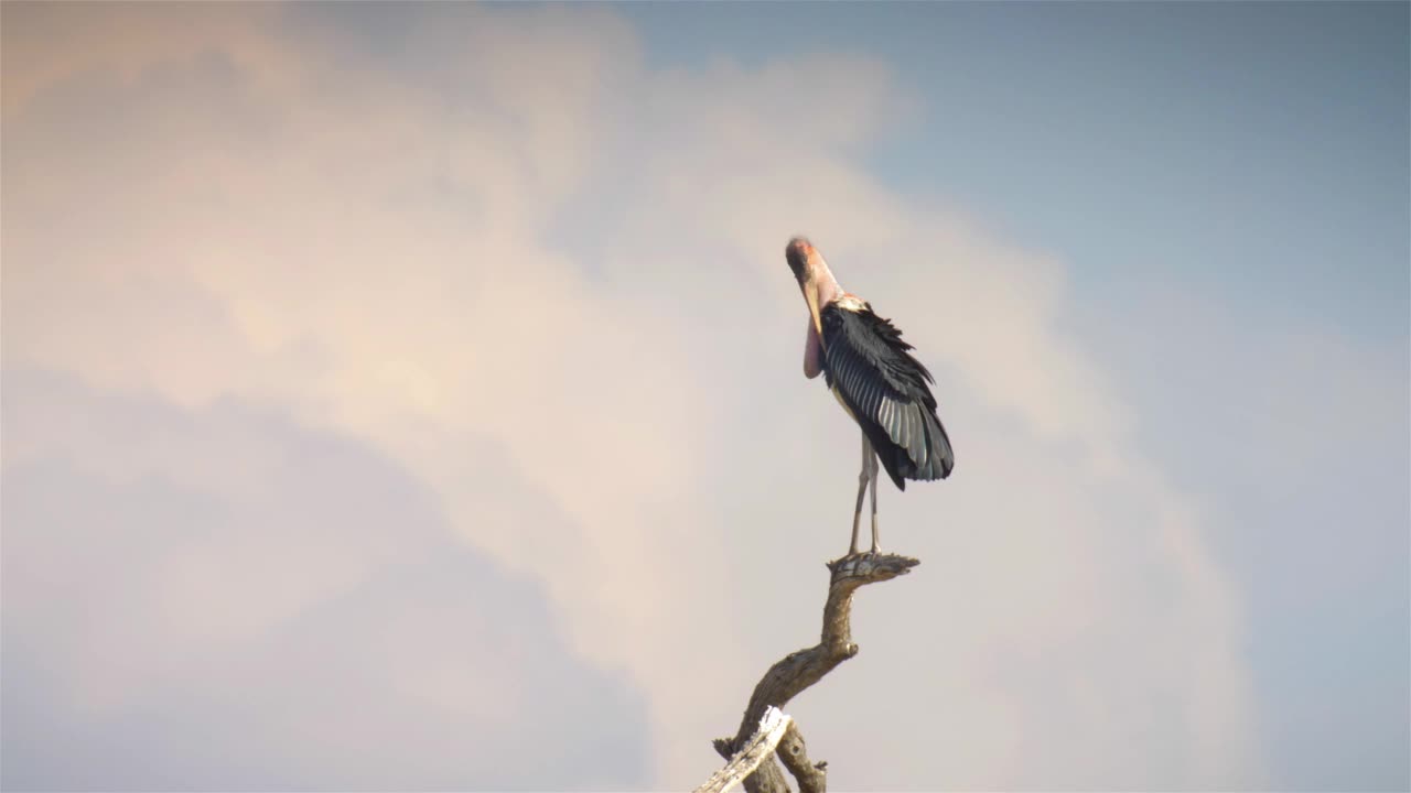 非洲，树干上的鹳鸟视频素材