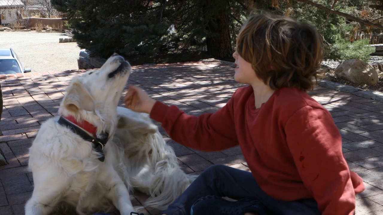 八岁的小男孩躺在他的金毛猎犬上视频素材
