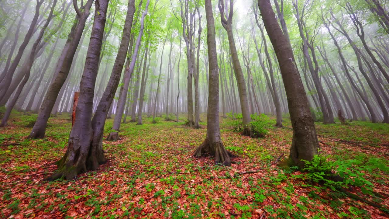 阳光穿过树叶的森林全景图。森林里神秘的雾蒙蒙的早晨视频素材