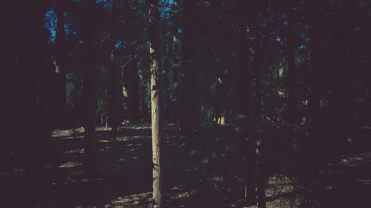 规模巨大的红杉国家公园的巨型红杉视频素材
