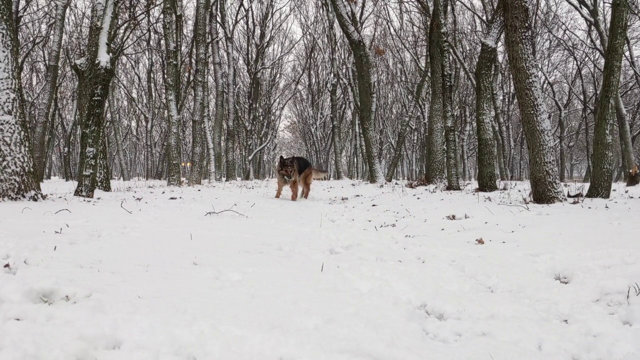 一只德国牧羊犬正在雪地里跑着找她的玩具。视频素材