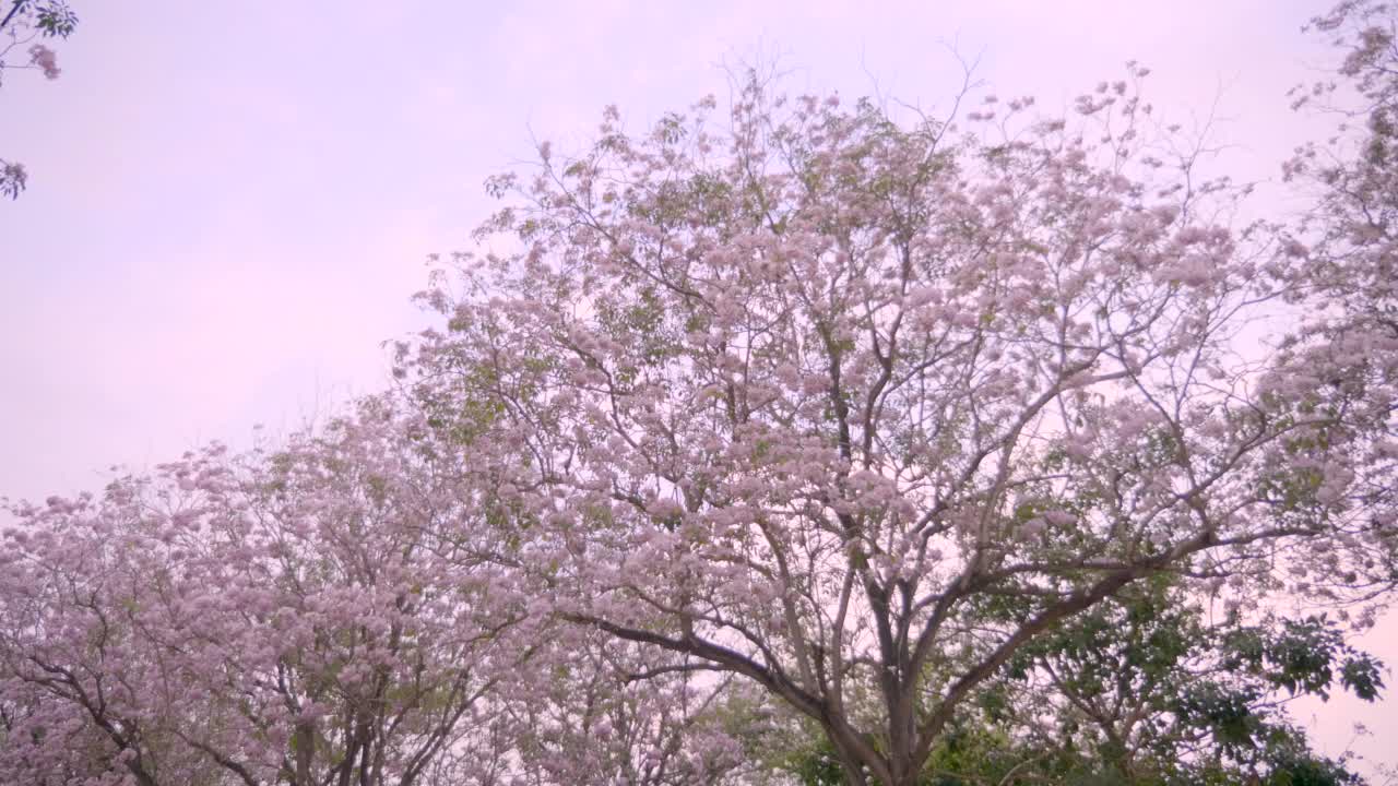 在风中摇曳的粉红色樱花视频素材