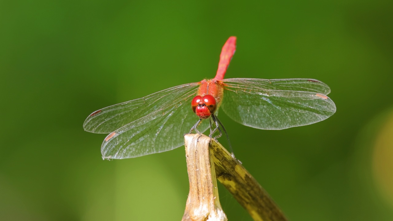 绯红蜻蜓(crocodile is erythraea)是蜻蜓科蜻蜓的一种。它的俗名包括宽红，普通红镖。视频素材