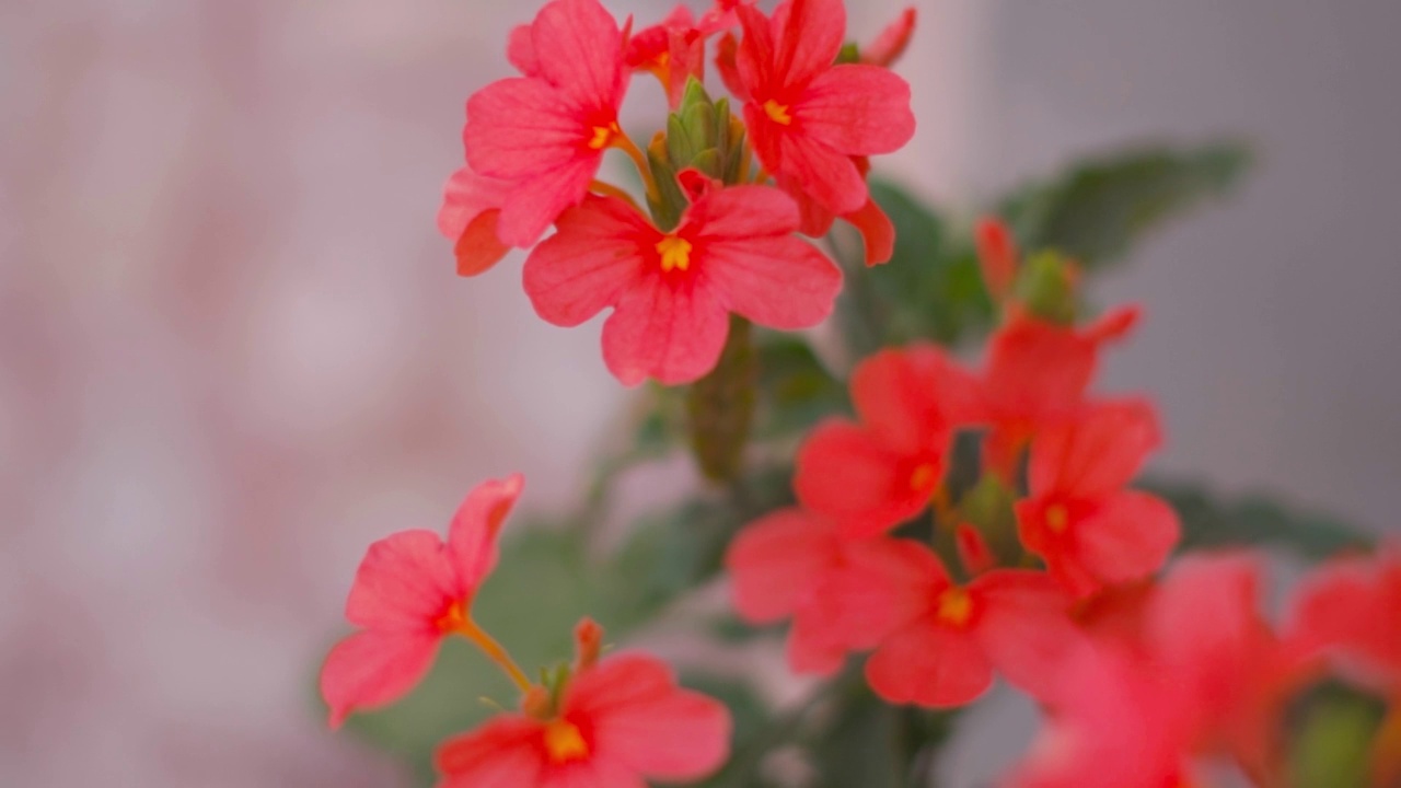 近距离拍摄的红色的花在植物在花园。自然春天的背景。夏天园艺植物。春花盛开视频素材