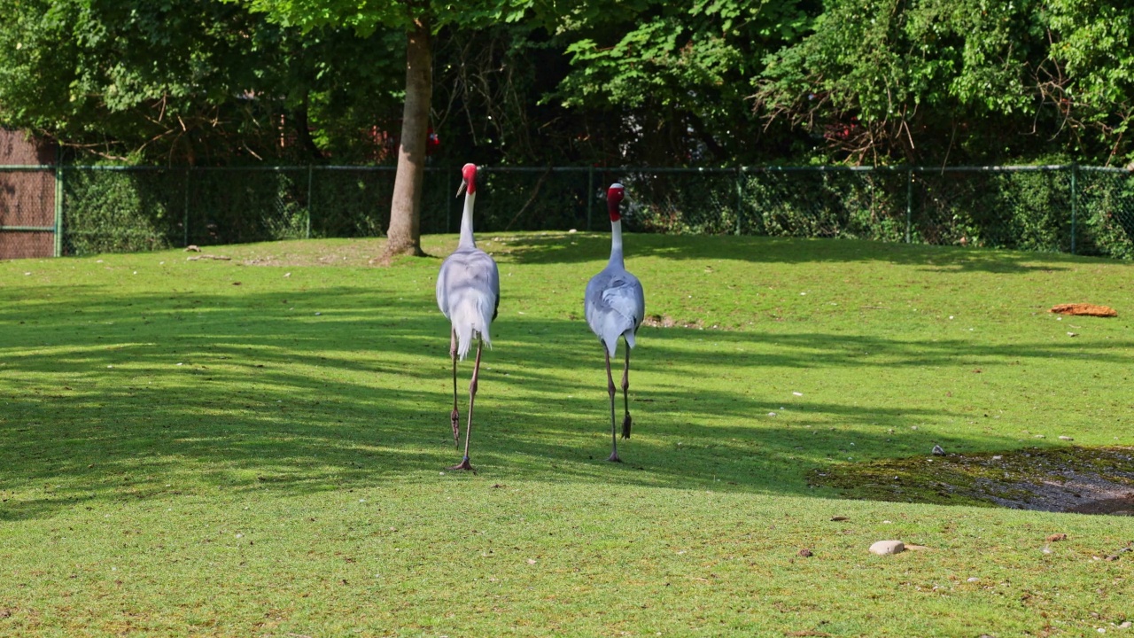Sarus crane, Grus antigone也被称为印度Sarus crane视频素材