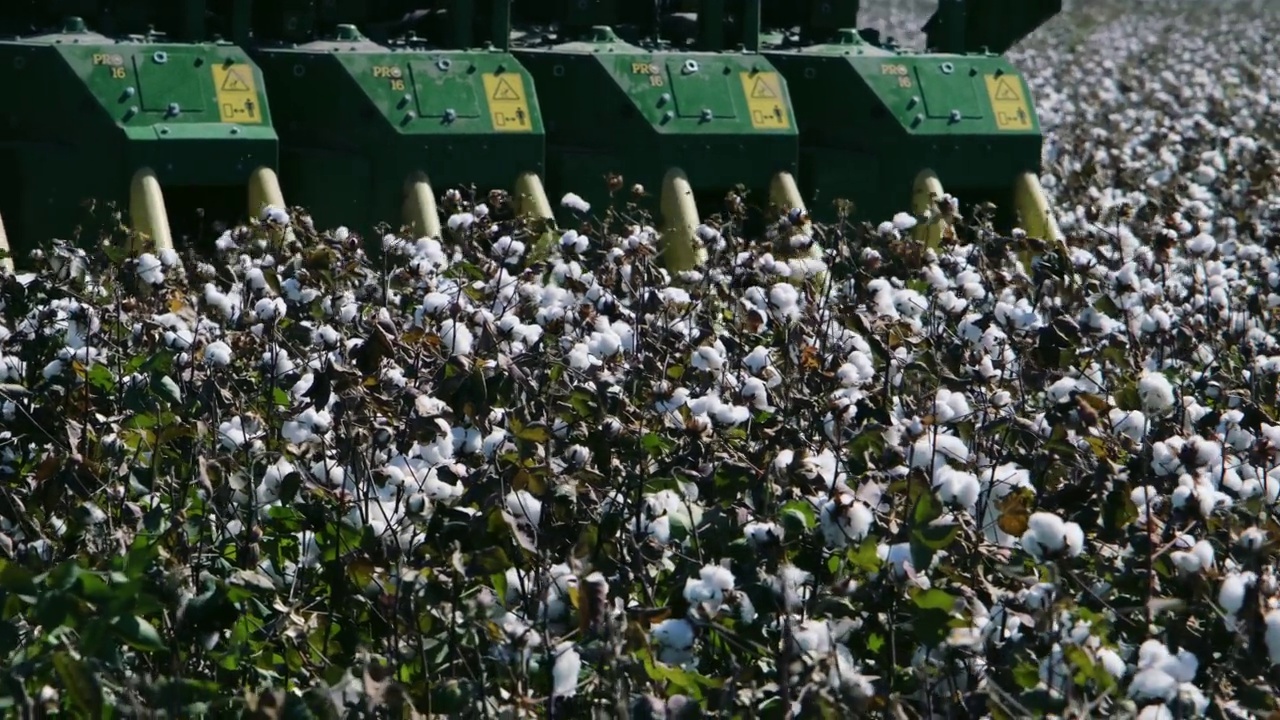 棉花收获时田间的棉花收获机。农业产业视频素材